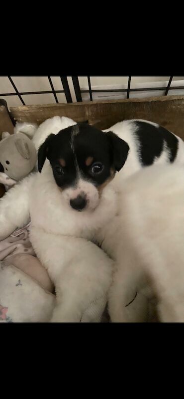 Short legged Jack Russell puppy for sale in Hampshire - Image 9