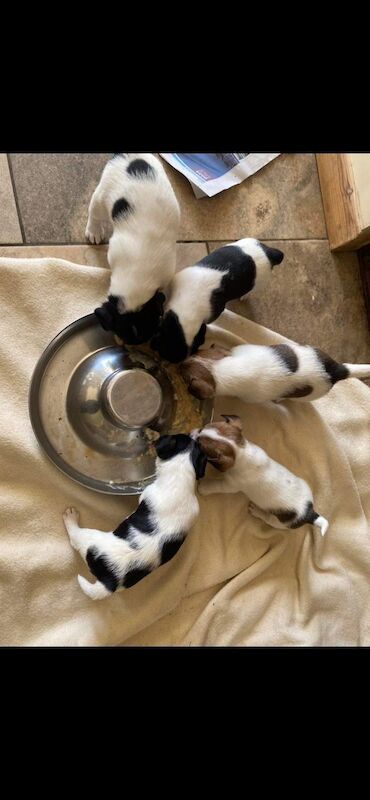 Short legged Jack Russell puppy for sale in Hampshire - Image 10