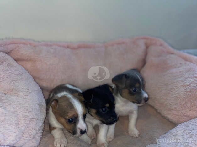 Short legged jackrussels for sale in Evesham, Worcestershire