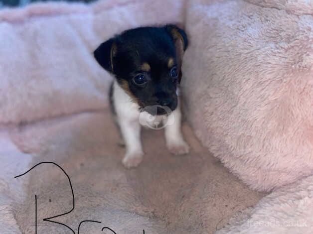 Short legged jackrussels for sale in Evesham, Worcestershire - Image 2