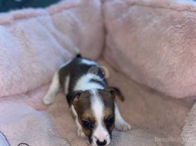 Short legged jackrussels for sale in Evesham, Worcestershire - Image 3