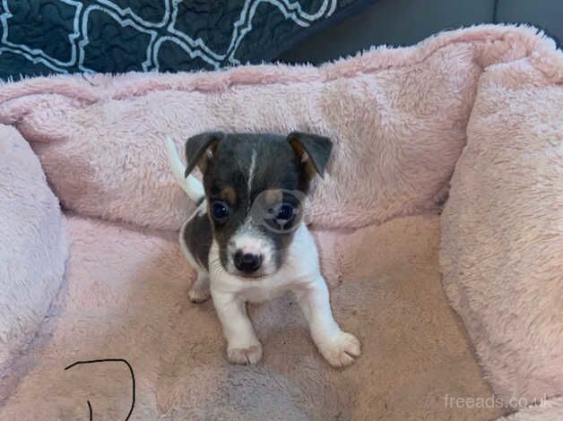 Short legged jackrussels for sale in Evesham, Worcestershire - Image 4