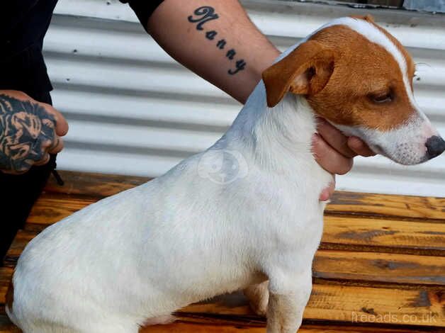 Small jack russell male for sale in Ballynahinch, Down