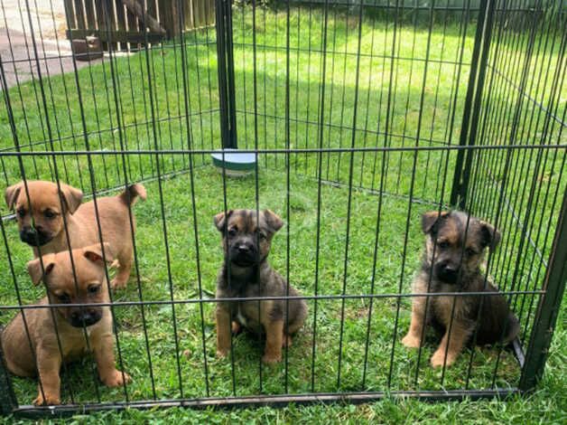 SMALL JACK RUSSELL PUPPIES,CHIPPED,1stVAC,VET CHECKED,READY NOW. for sale in Staffordshire