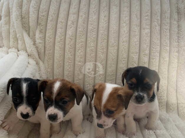 Small traditional tri coloured jack Russell pups for sale in Holyhead/Caergybi, Isle of Anglesey