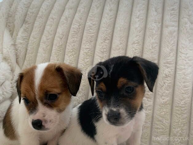 Jack Russells for sale in Holyhead/Caergybi, Isle of Anglesey