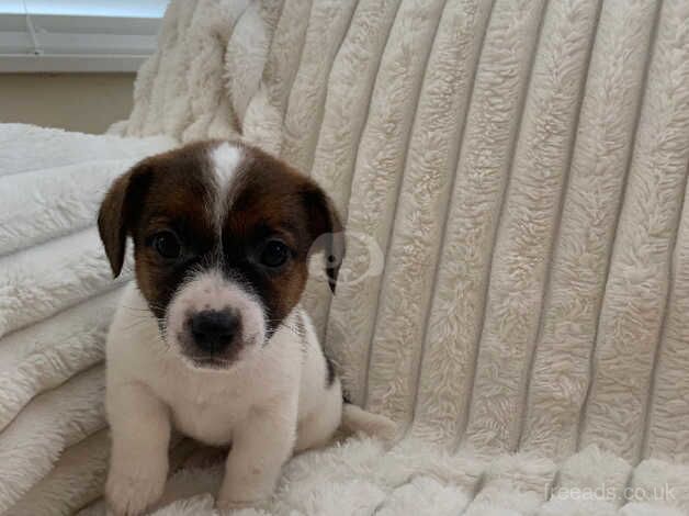 Jack Russell Puppies for sale in Isle of Anglesey