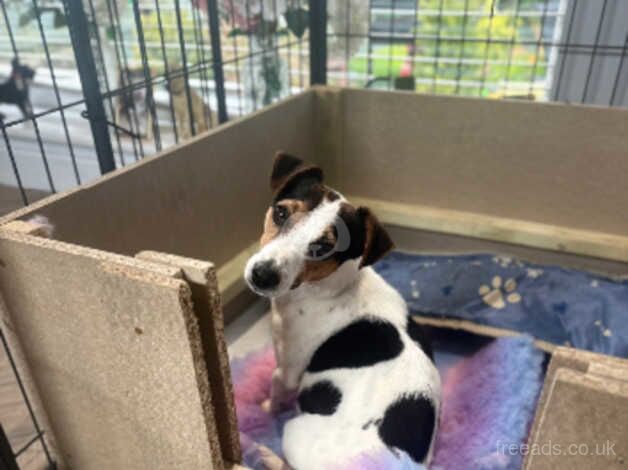 Small Type Jack Russell Pups for sale in Crook, County Durham - Image 1