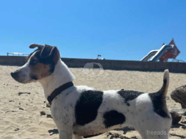 Small Type Jack Russell Pups for sale in Crook, County Durham - Image 2