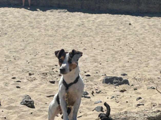 Small Type Jack Russell Pups for sale in Crook, County Durham - Image 3