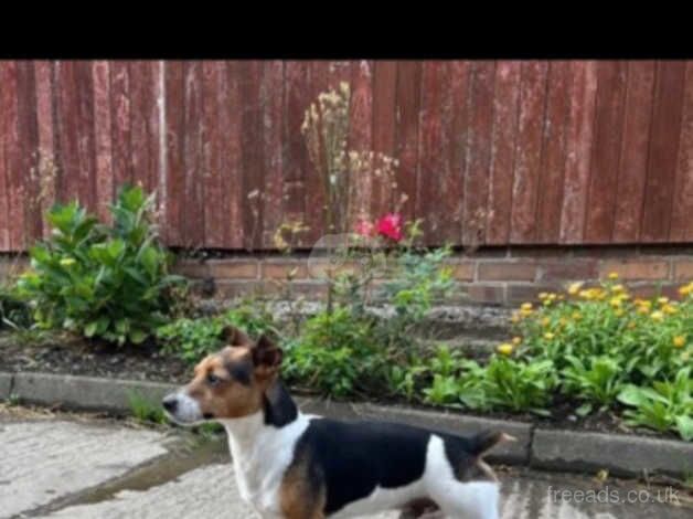 Small Type Jack Russell Pups for sale in Crook, County Durham - Image 4