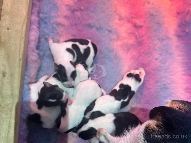 Small Type Jack Russell Pups for sale in Crook, County Durham - Image 5