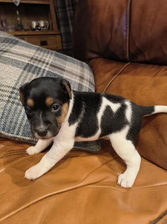 Smooth Coat Jack Russel Tri Colour Short Legged - Jack Russell Puppies ...