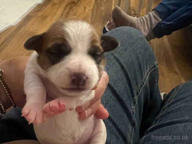 Kennel Club Registered Jack Russell Puppies For Sale