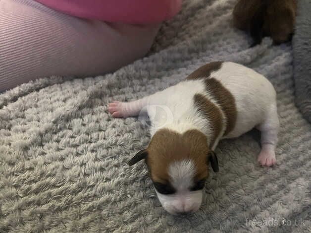 Jack Russell Puppies for sale