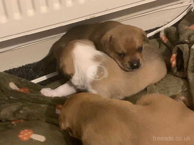 Jack Russell Puppies for sale in Clackmannanshire