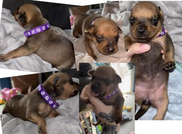 Staffy X Jack Chi Puppies for sale in Newark, Orkney Islands - Image 3