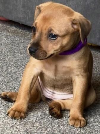 Staffy X Jack Chi Puppies for sale in Newark, Orkney Islands - Image 4