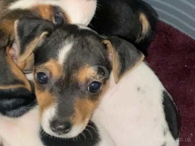 Stunning female jack Russell puppy for sale in Wigan, Greater Manchester