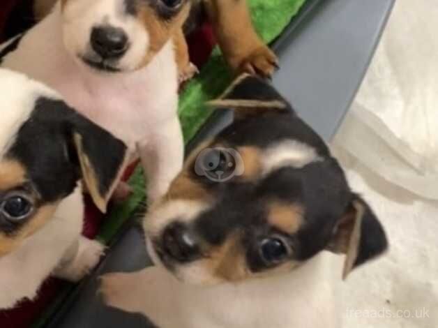 Jack Russells for sale in Wigan, Greater Manchester