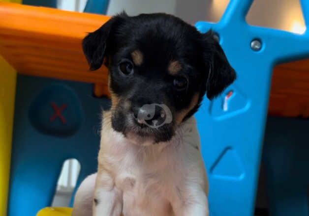 Stunning jack Russel puppies for sale in Sittingbourne, Kent