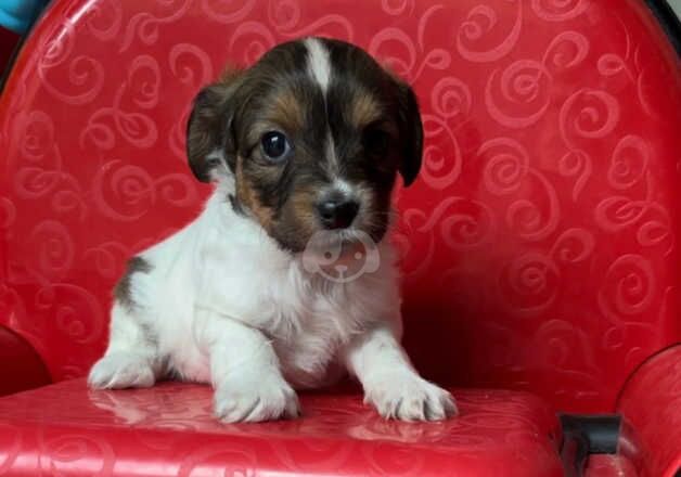 Jack Russell Puppies for sale in Kent