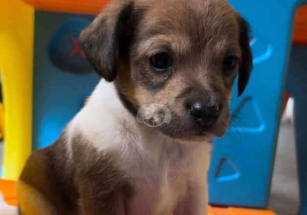 Stunning jack Russel puppies for sale in Sittingbourne, Kent - Image 4