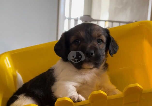 Stunning jack Russel puppies for sale in Sittingbourne, Kent - Image 5