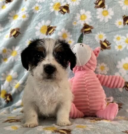 Stunning Jack Russell puppies for sale in New England, Somerset