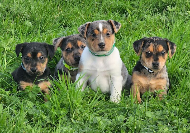 Stunning Jack Russell Puppies for sale in Oxford, Oxfordshire