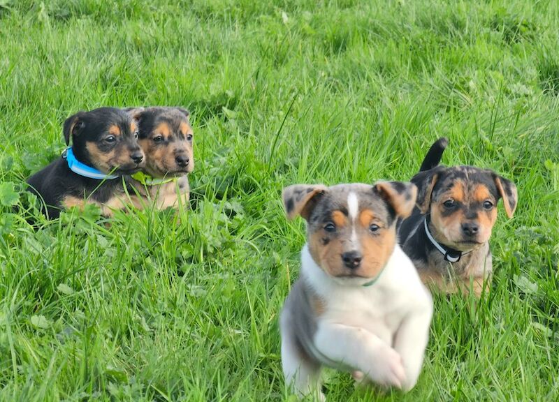 Stunning Jack Russell Puppies for sale in Oxford, Oxfordshire - Image 2