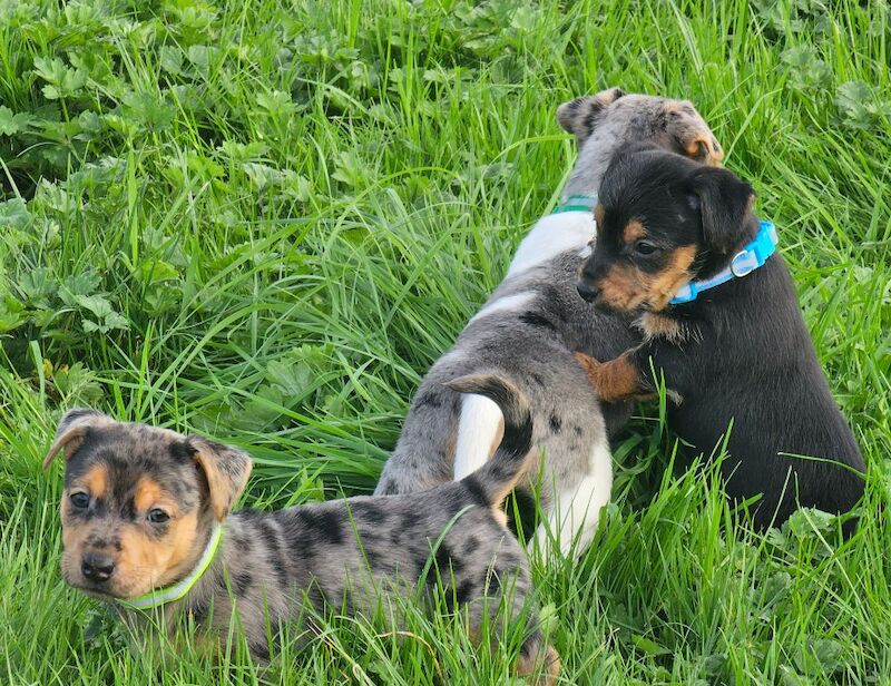 Jack Russell Puppies for sale in Oxfordshire