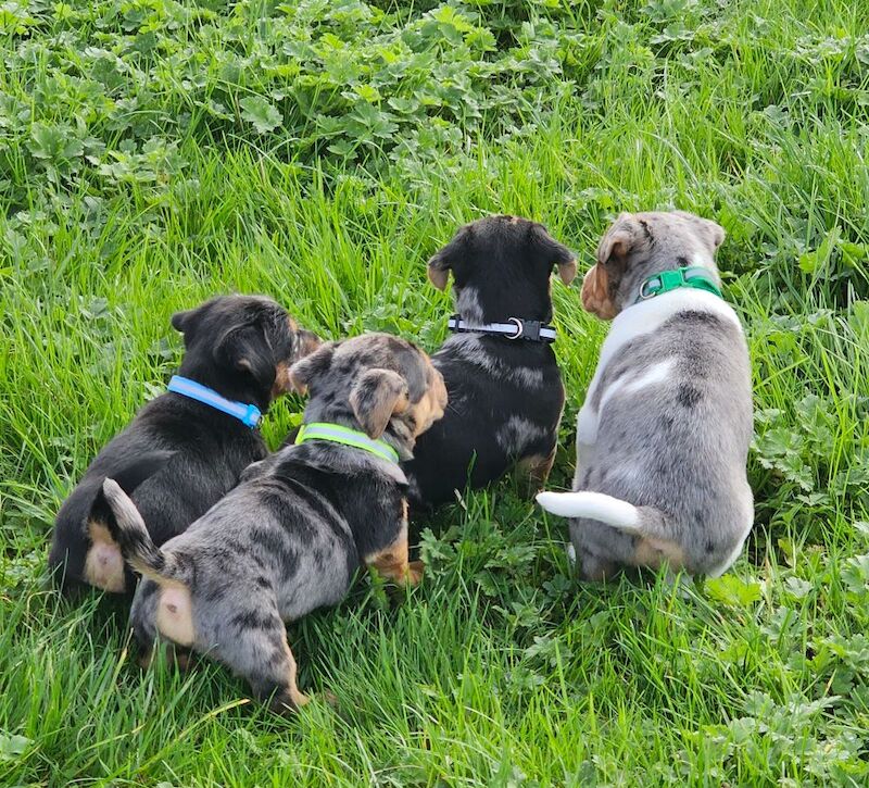 Stunning Jack Russell Puppies for sale in Oxford, Oxfordshire - Image 4