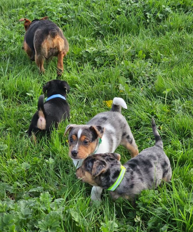 Stunning Jack Russell Puppies for sale in Oxford, Oxfordshire - Image 5