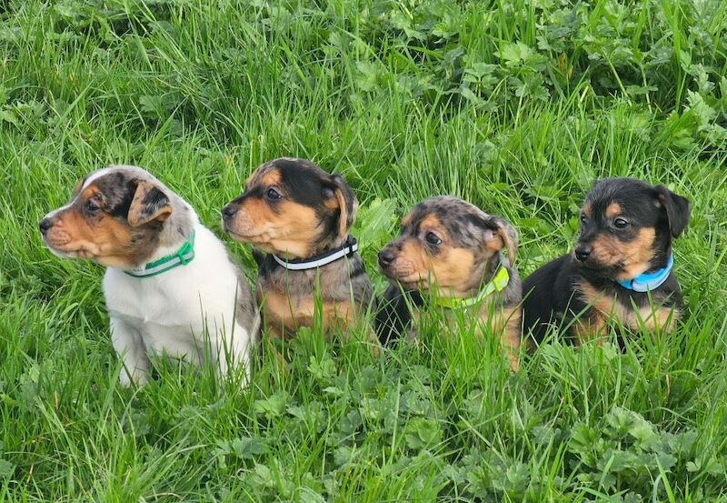 Stunning Jack Russell Puppies for sale in Oxford, Oxfordshire - Image 6