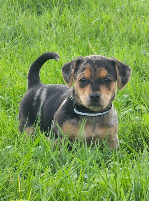 Stunning Jack Russell Puppies for sale in Oxford, Oxfordshire - Image 7