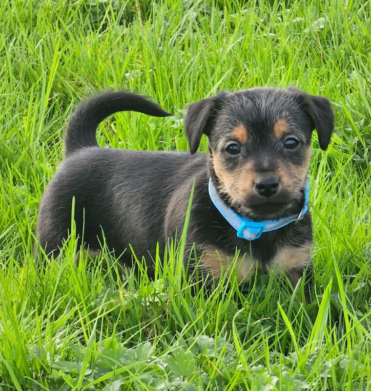 Stunning Jack Russell Puppies for sale in Oxford, Oxfordshire - Image 8