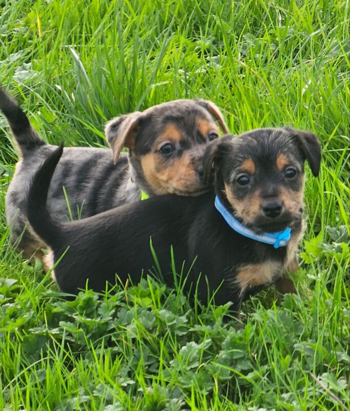 Stunning Jack Russell Puppies for sale in Oxford, Oxfordshire - Image 9