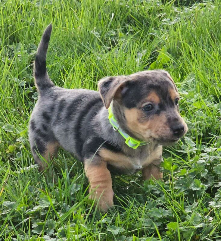 Stunning Jack Russell Puppies for sale in Oxford, Oxfordshire - Image 10