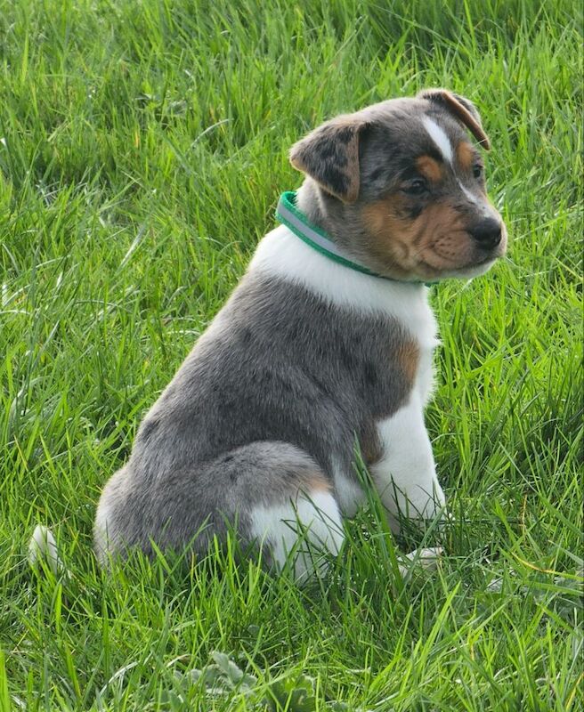 Stunning Jack Russell Puppies for sale in Oxford, Oxfordshire - Image 11