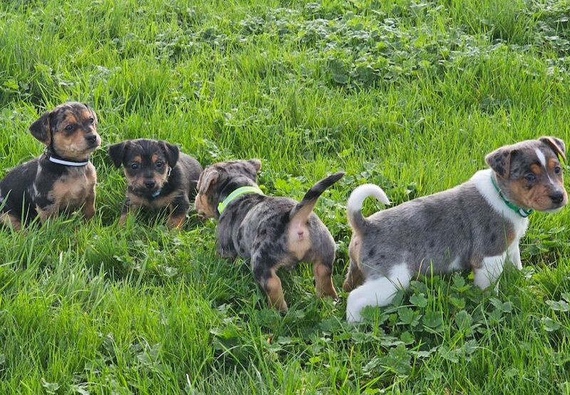 Stunning Jack Russell Puppies for sale in Oxford, Oxfordshire - Image 12