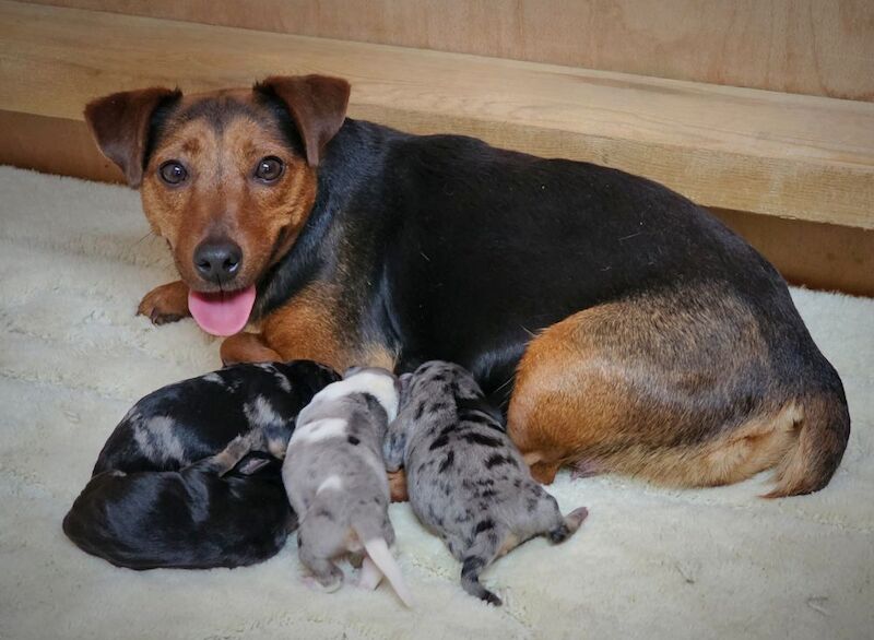 Stunning Jack Russell Puppies for sale in Oxford, Oxfordshire - Image 13