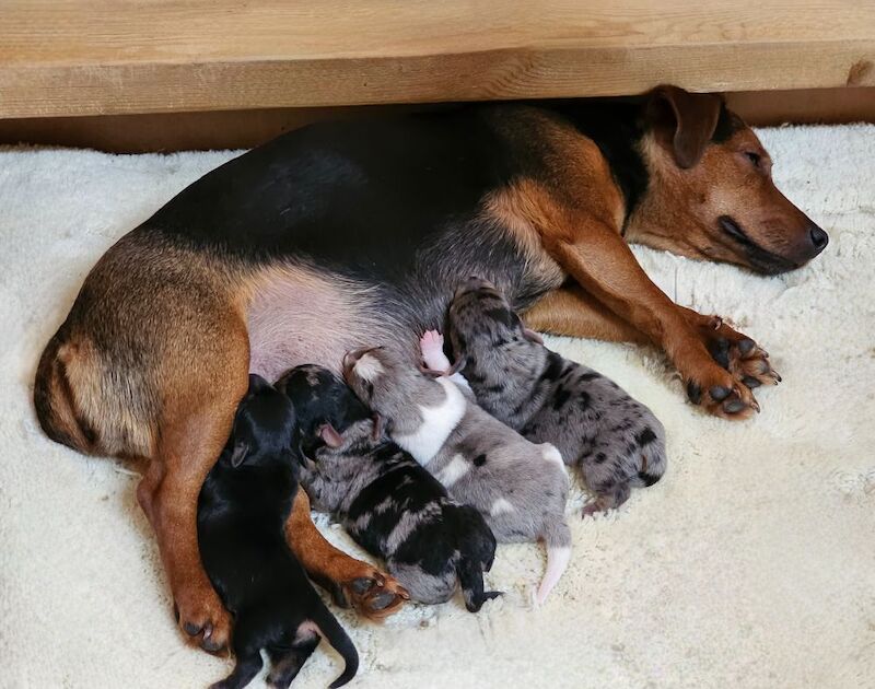 Stunning Jack Russell Puppies for sale in Oxford, Oxfordshire - Image 15