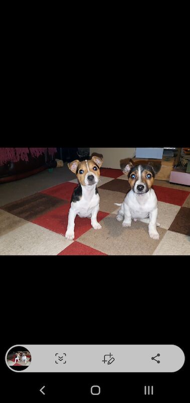 Stunning jack russell puppies available for sale in Doncaster, South Yorkshire - Image 1