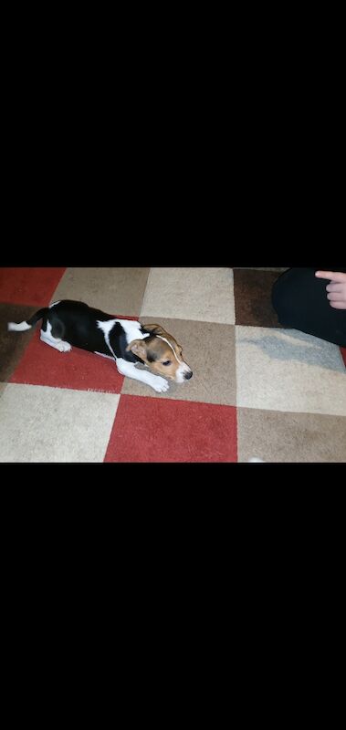 Stunning jack russell puppies available for sale in Doncaster, South Yorkshire - Image 2