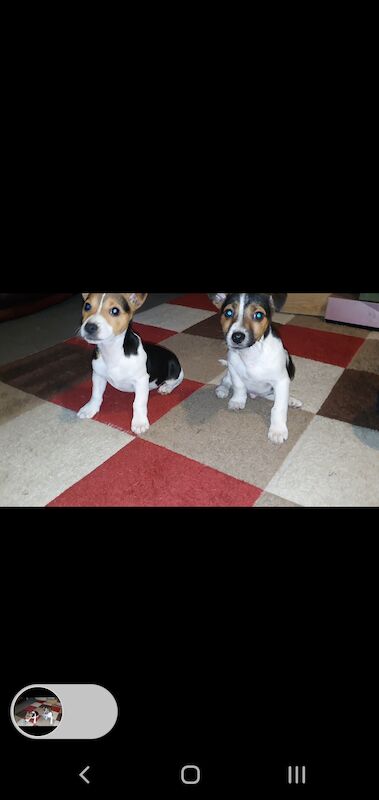Stunning jack russell puppies available for sale in Doncaster, South Yorkshire - Image 3
