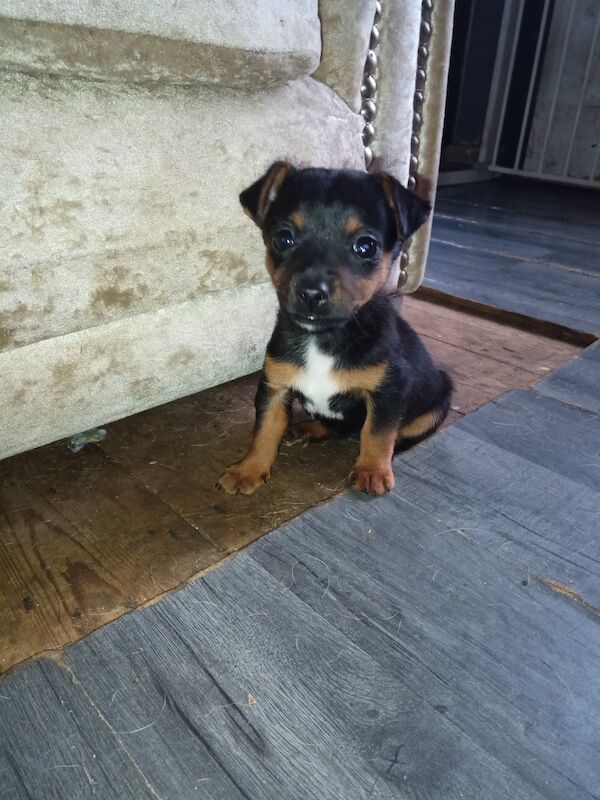 Stunning Jack Russell puppy for sale in Newcastle upon Tyne, Tyne and Wear - Image 2