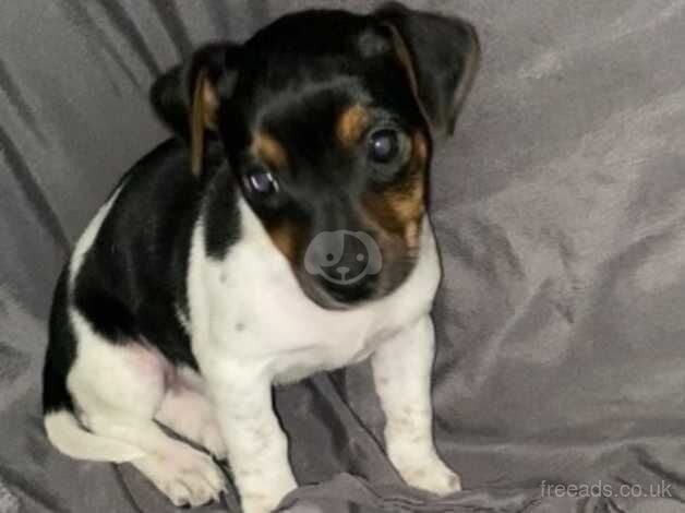 Stunning jack Russell puppy for sale in Wigan, Greater Manchester