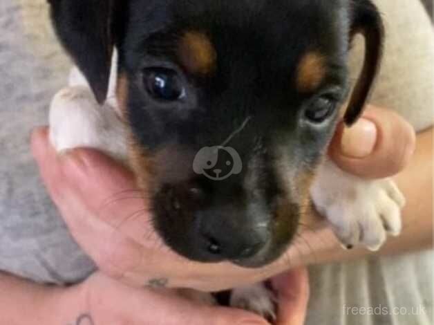 Stunning jack Russell puppy for sale in Wigan, Greater Manchester - Image 2