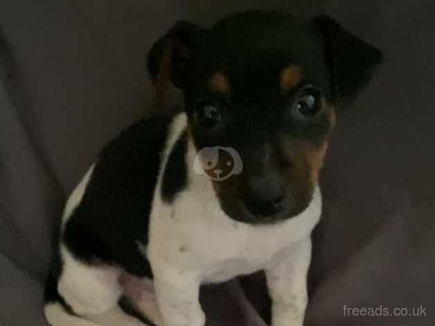 Stunning jack Russell puppy for sale in Wigan, Greater Manchester - Image 4